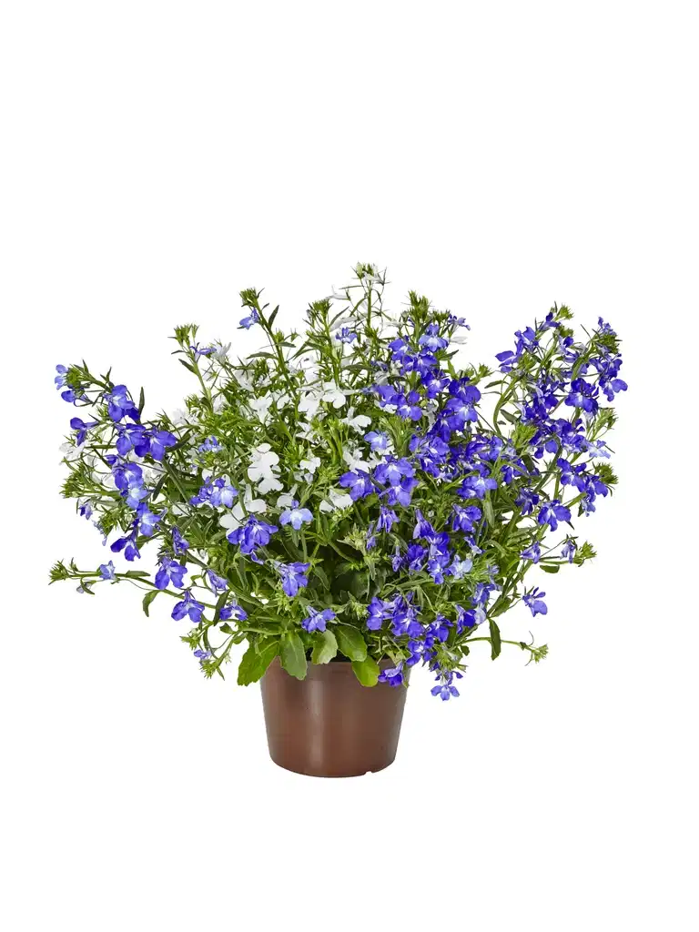 Lobelia h. Romantic G. 12 cm