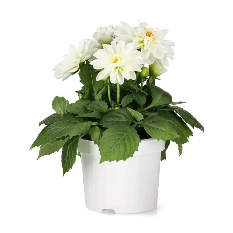 Dahlia fylldblommig