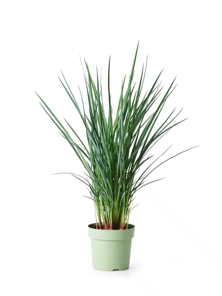 Dianella 'Coolvista' 19 cm