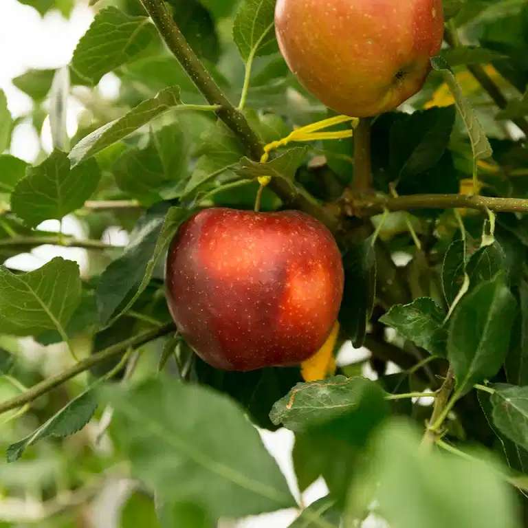 Malus domestica 'James Grieve' E A2 12L