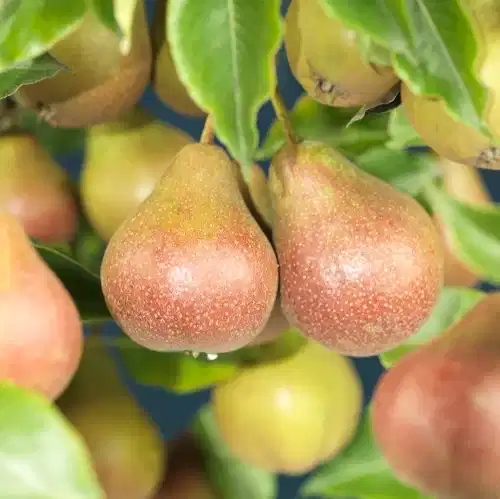 Pyrus communis 'Clara Frijs' E 12L