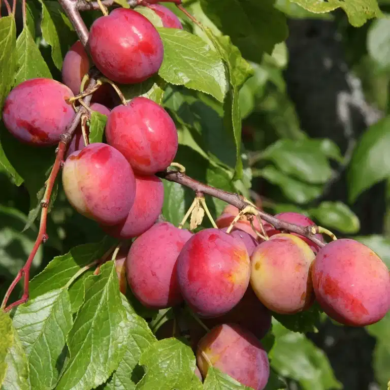 Prunus domestica 'Victoria' E 12L