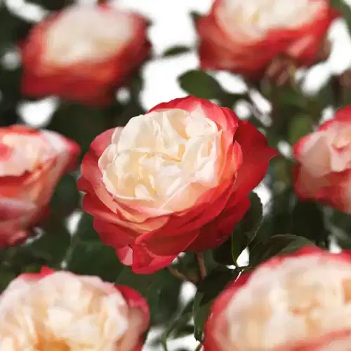 Rosa (Hybrid Tea Rose Group) NOSTALGIE 27cm