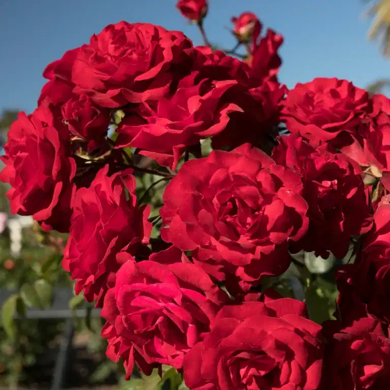 Klasblommig ros 'Europeana'