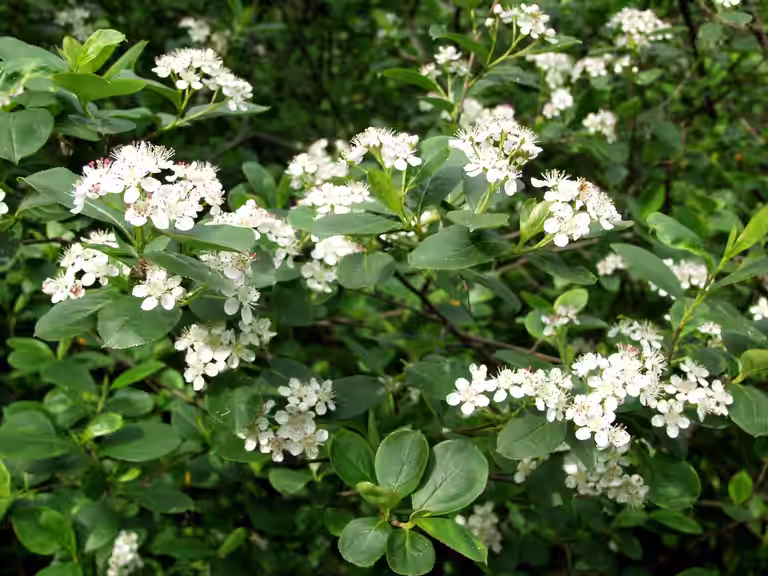 Slånaronia 'Viking'