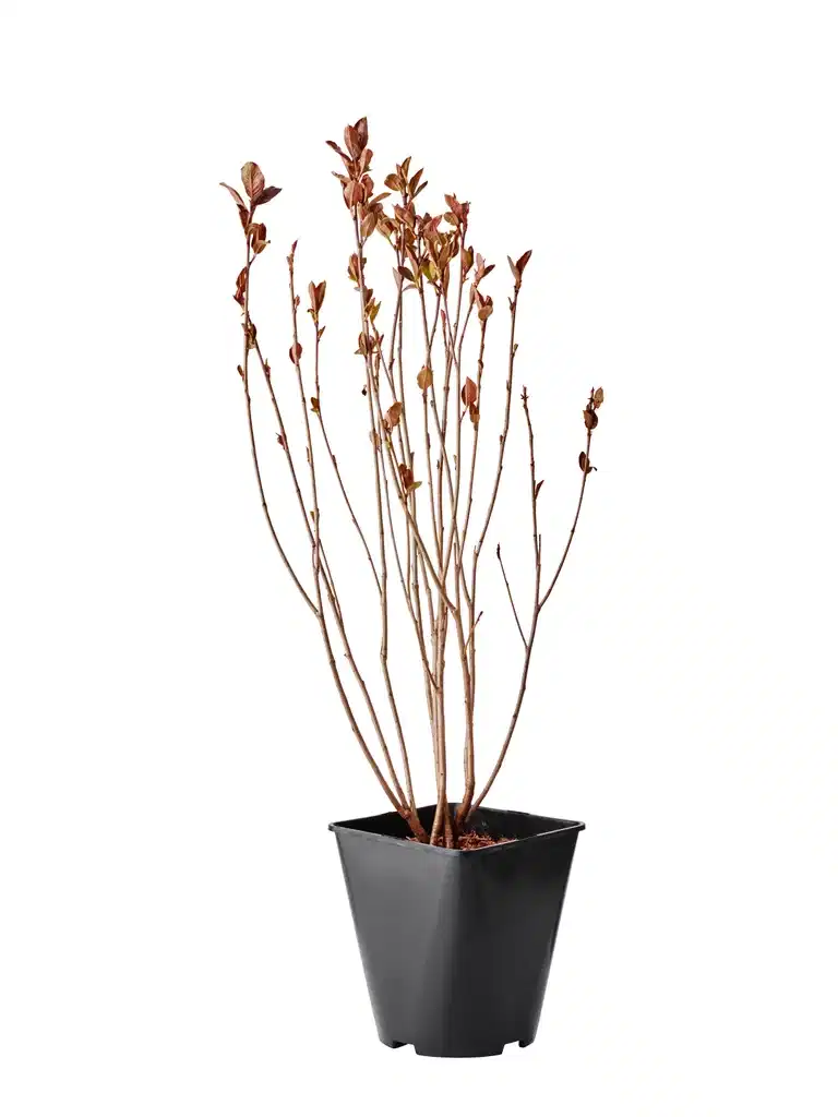Svartaronia fk MOSKVA