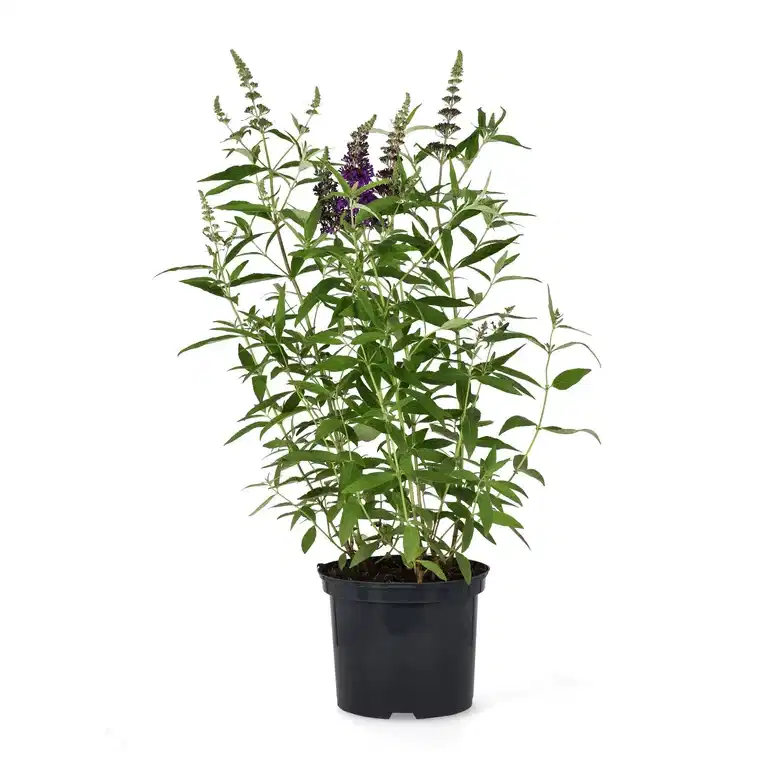 Buddleja davidii BUZZ MIDNIGHT 5L