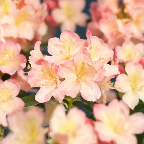 Yakushimanum-rododendron 'Percy Wiseman'
