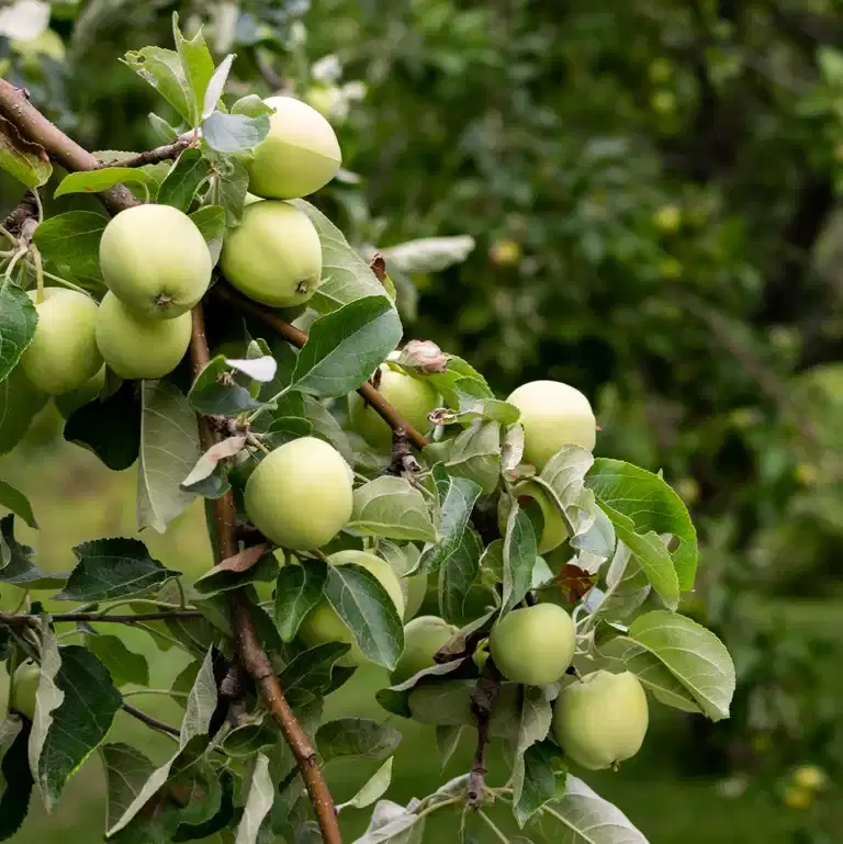 Malus domestica 'Transparente Blanche' A2 12L
