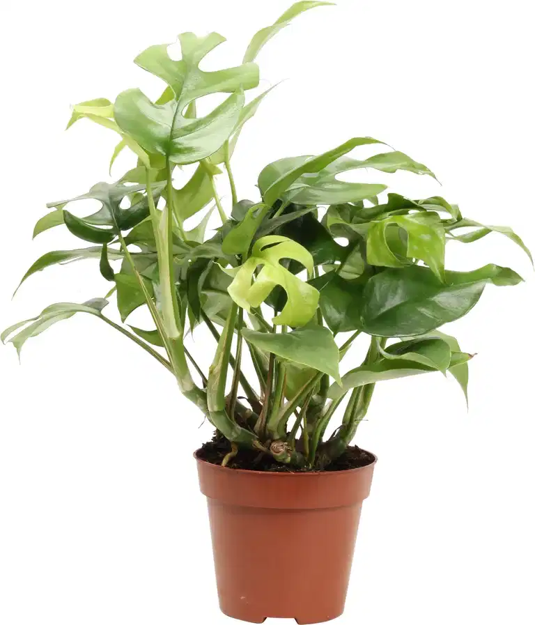 Monstera minima 12 cm