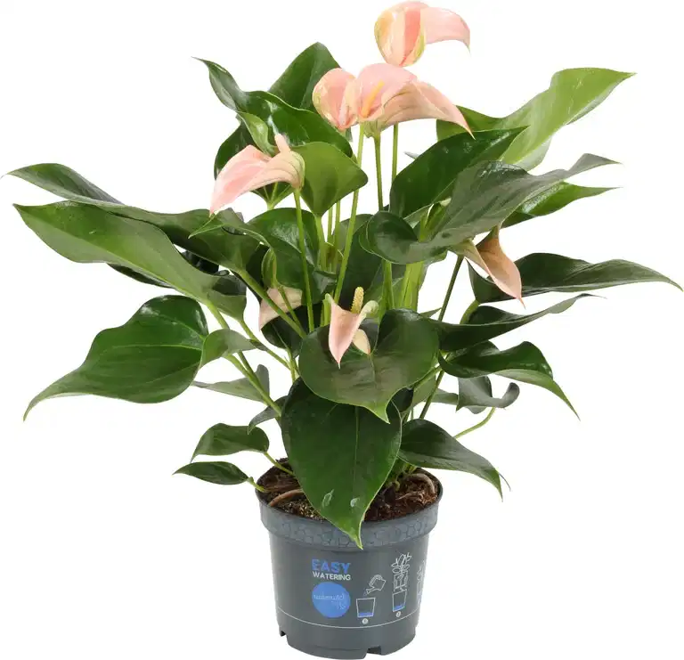 Anthurium andraeanum Peach 12 cm