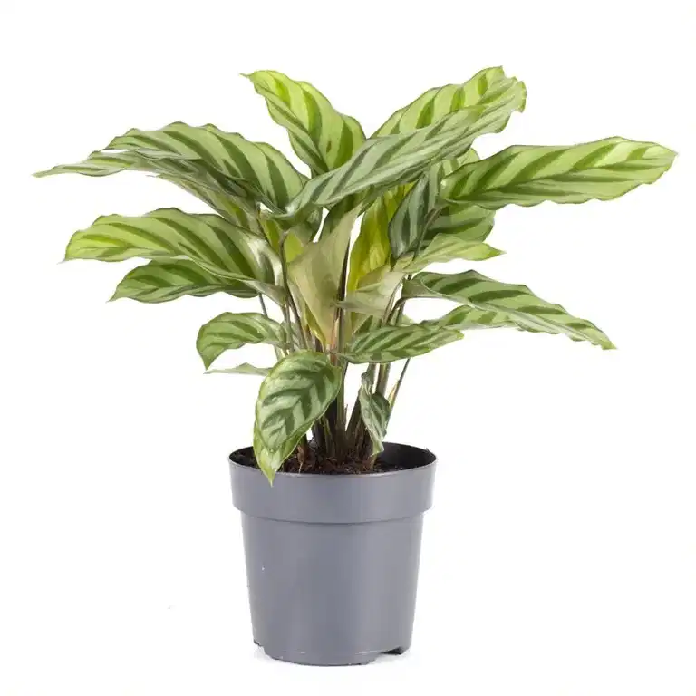 Calathea 'Freddy' 11 cm