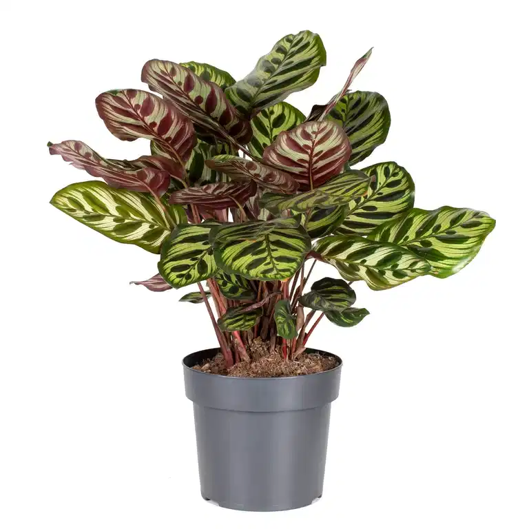 Calathea makoyana 17 cm