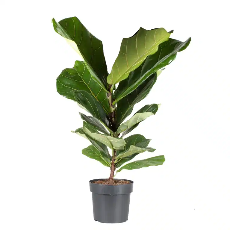 Ficus lyrata 17 cm
