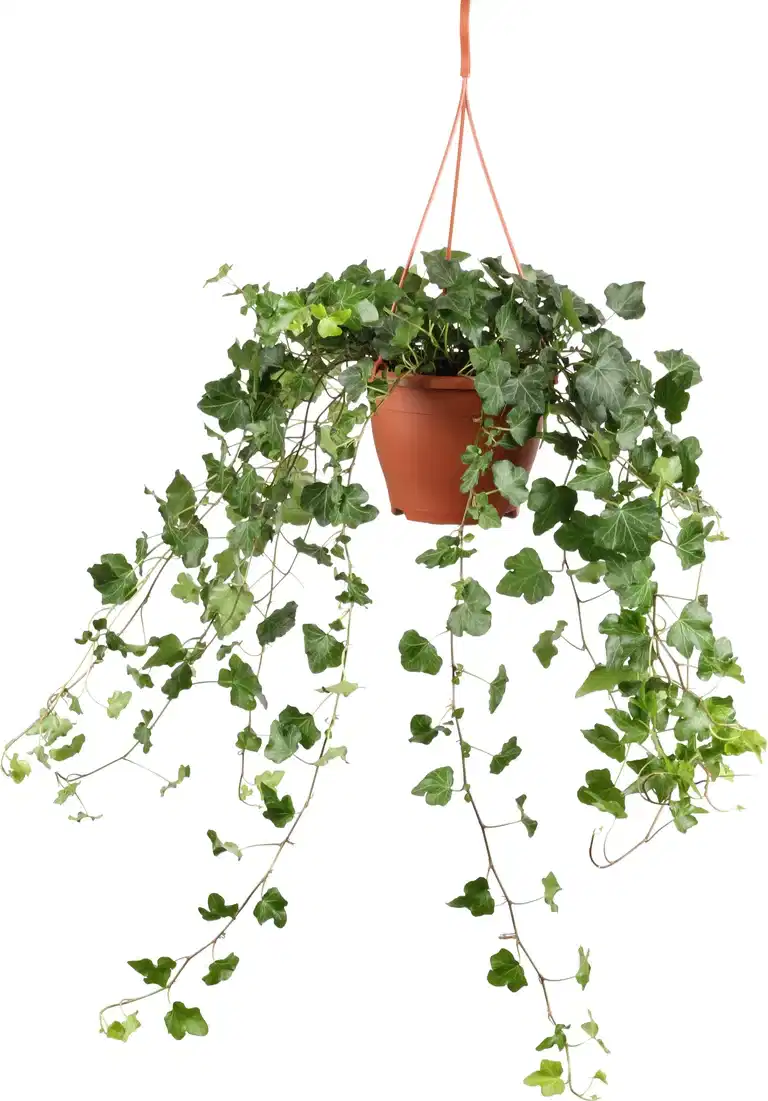 Ivy in hanging basket