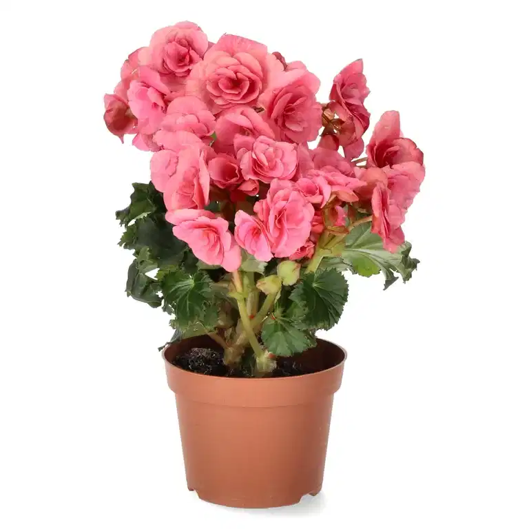 Begonia Pink 12cm