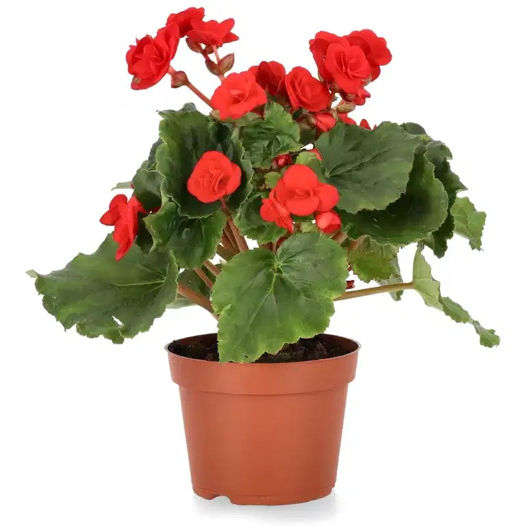 Begonia Red 12cm