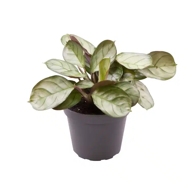 Maranta leuconeura 'Amabilis Mint' 6 cm