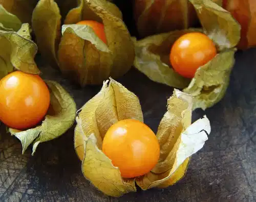 All N. Physalis 'Little lanterns' 10,5 cm