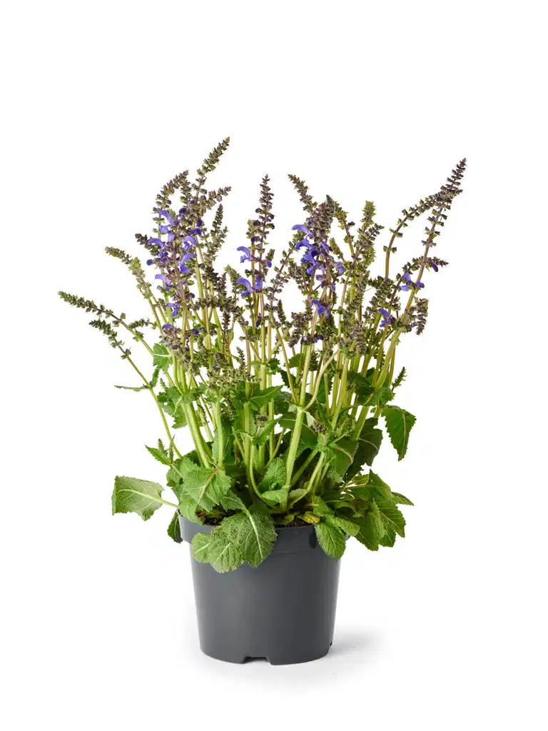 Salvia fashionista Blue 19cm