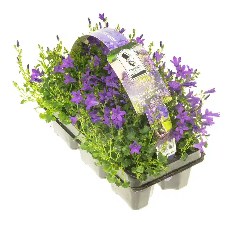 Campanula 'Get MEE' Blue 6-pack