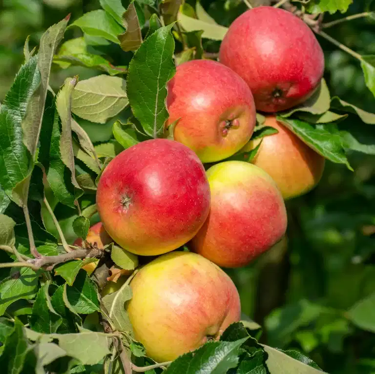 Malus domestica 'Fredrik' E A2 12L
