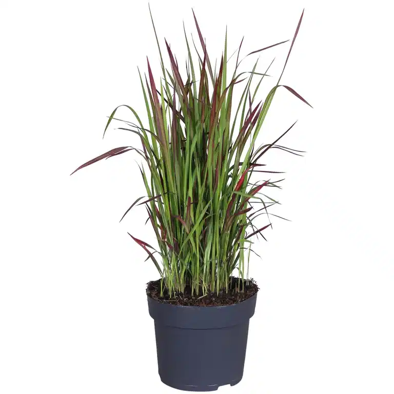 Imperata cyl. 'Red Baron' 14 cm
