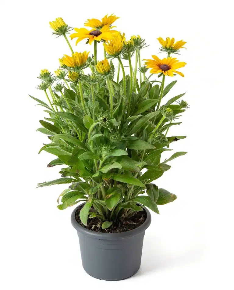 Rudbeckia hirta 'Sunbeckia' 23 cm