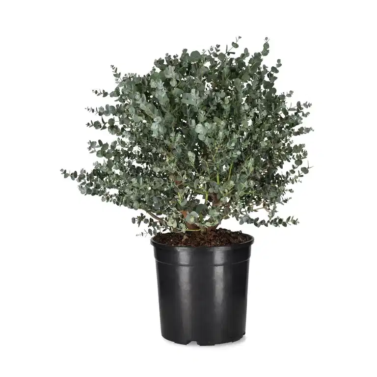 Eucalyptus g. 'Azura'® 23 cm