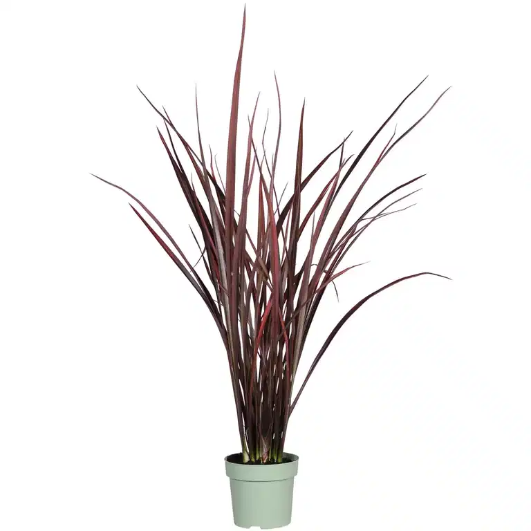 Phormium 'Amazing Red' 14 cm