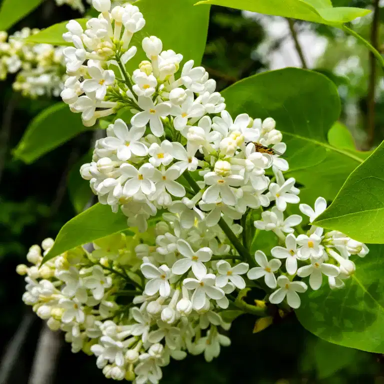 Syringa x prestoniae 'Agnes Smith' 30-50cm 23cm