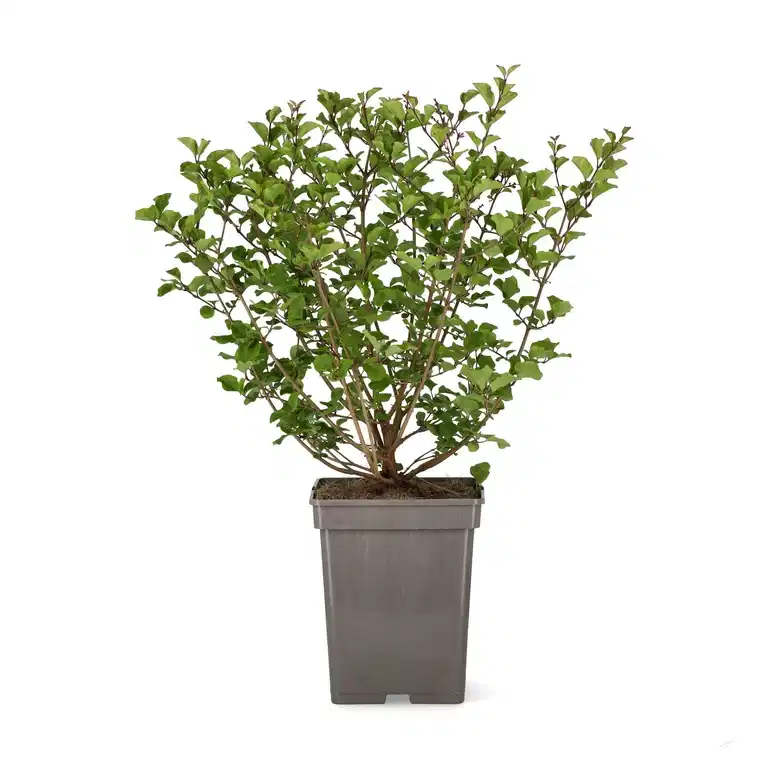 Syringa meyeri 'Palibin' 30-50cm 23cm