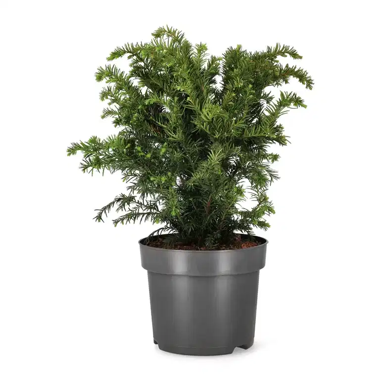 Taxus baccata 'Repandens' 26cm