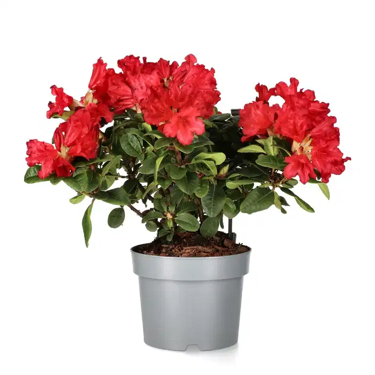 Rhododendron 'Scarlet Wonder' 17cm
