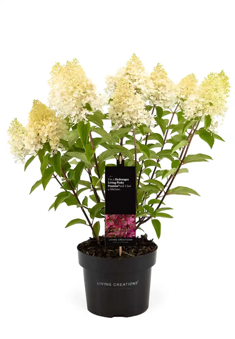 Hydrangea paniculata LIVING PINKY PROMISE® 23cm