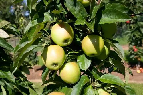 Malus domestica 'Silva' E A2 12L