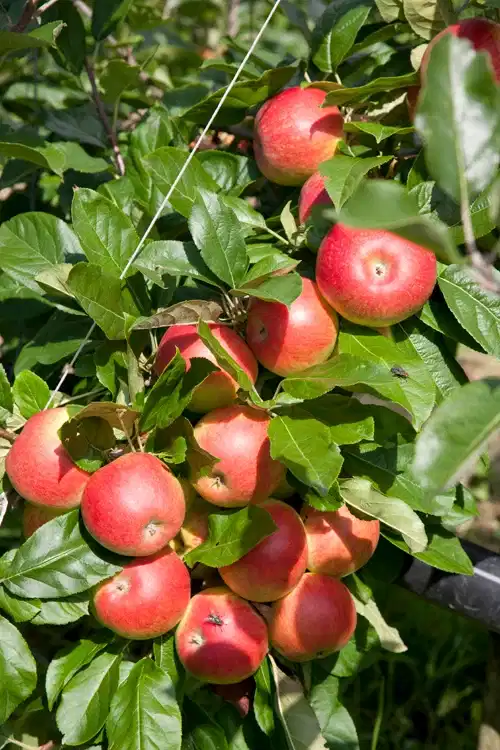 Malus domestica 'Amorosa' A2 12L