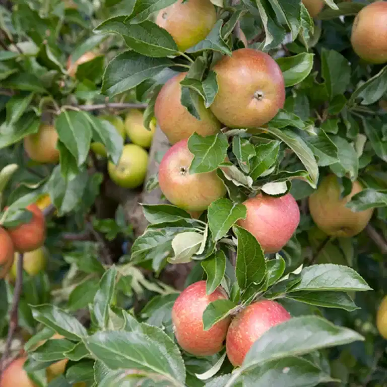 Malus domestica 'Aroma' E A2 12L