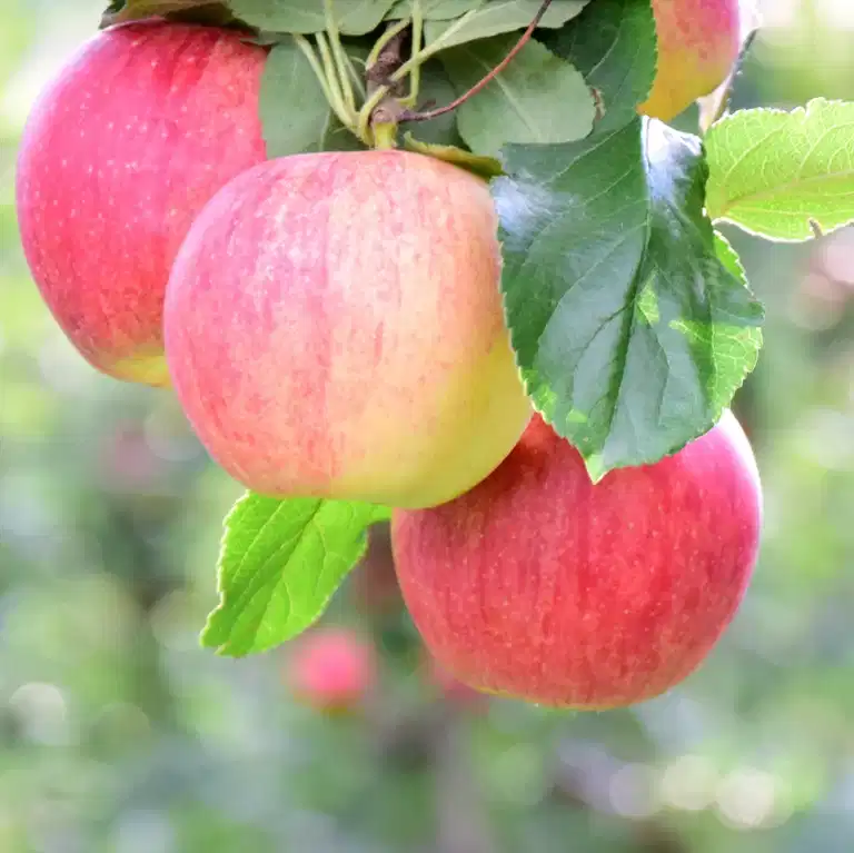 Malus domestica 'Birgit Bonnier' E A2 12L