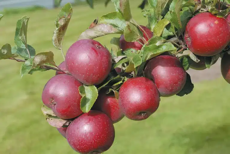 Malus domestica 'Rödluvan' E A2 12L