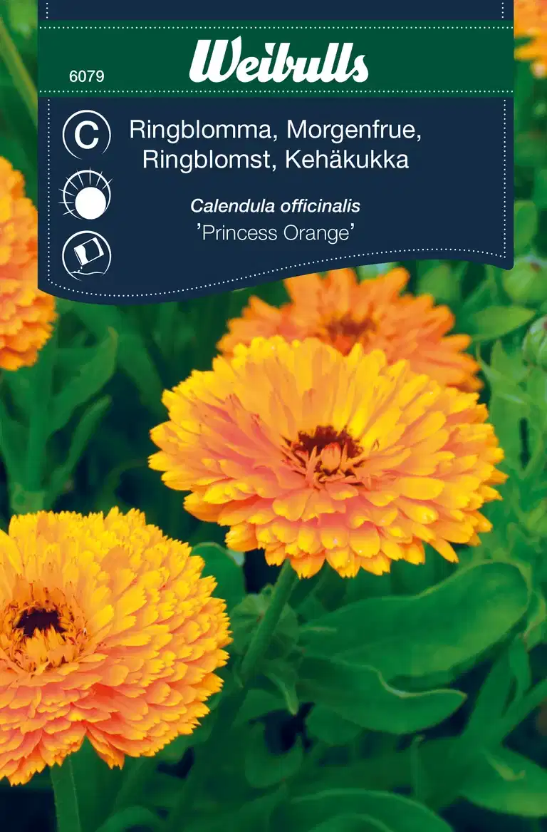 Calendula officinalis