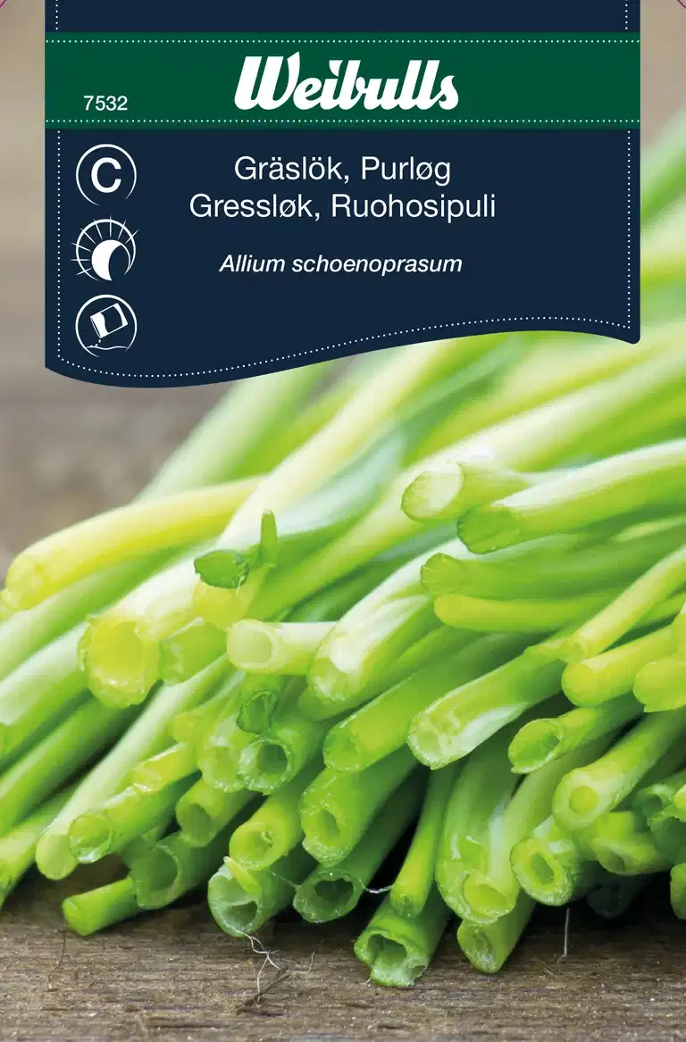 Allium schoenoprasum