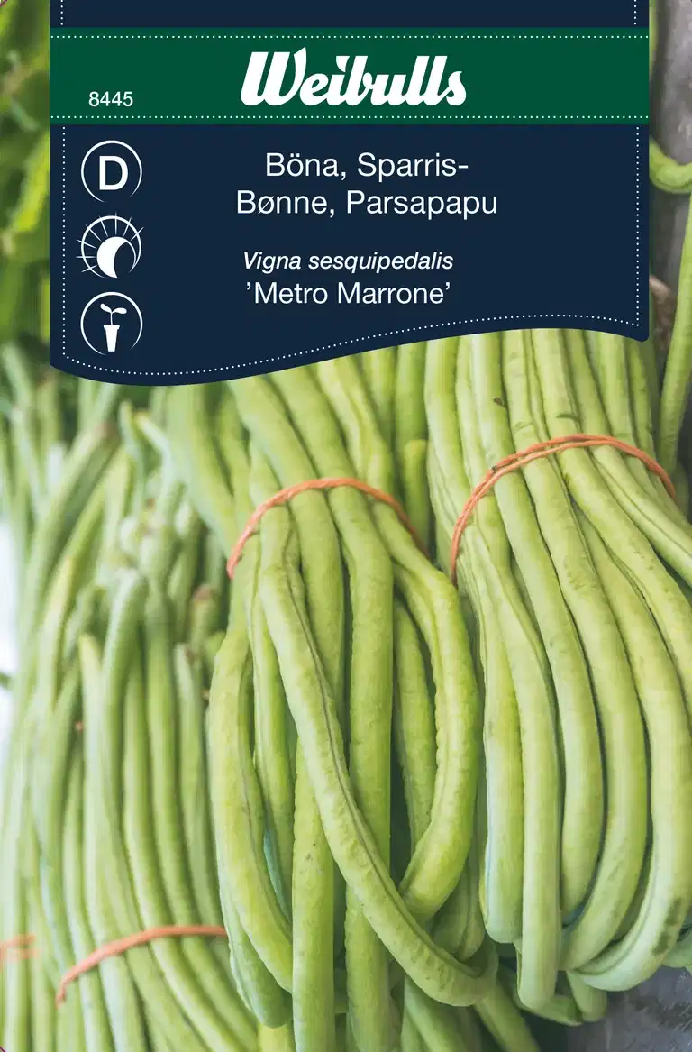 Vigina Sesquipedalis