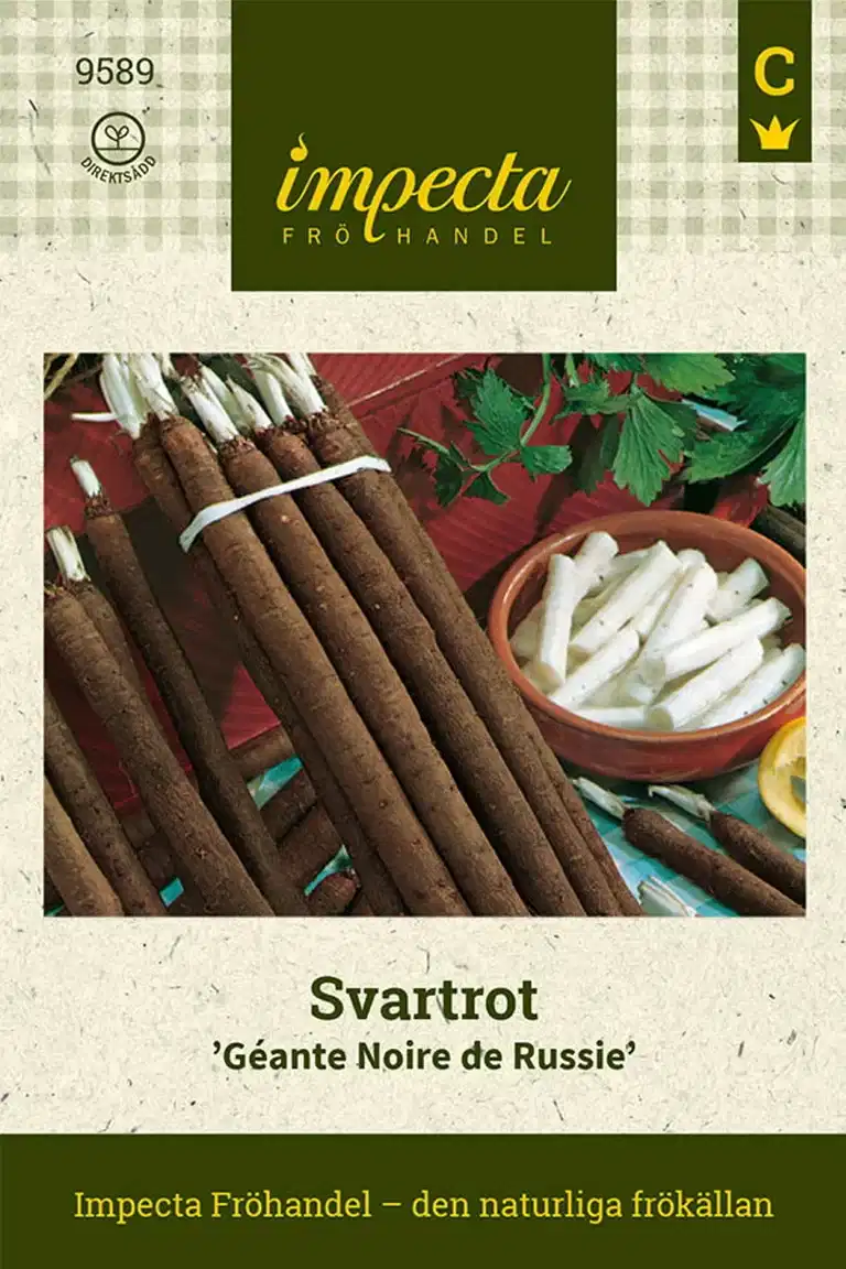 Scorzonera hispanica 'Géante Noire de Russie'