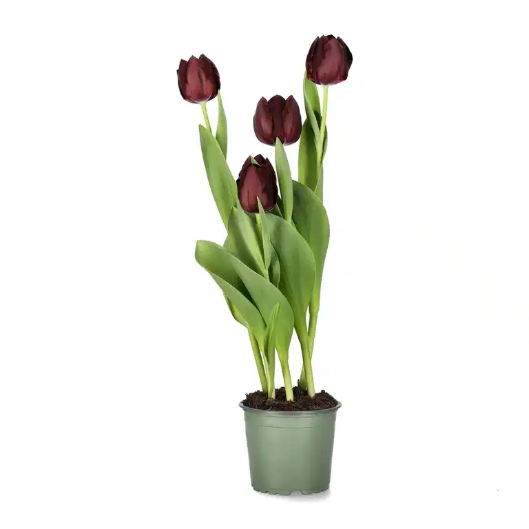 Tulipa 'Black Bean' 12 cm