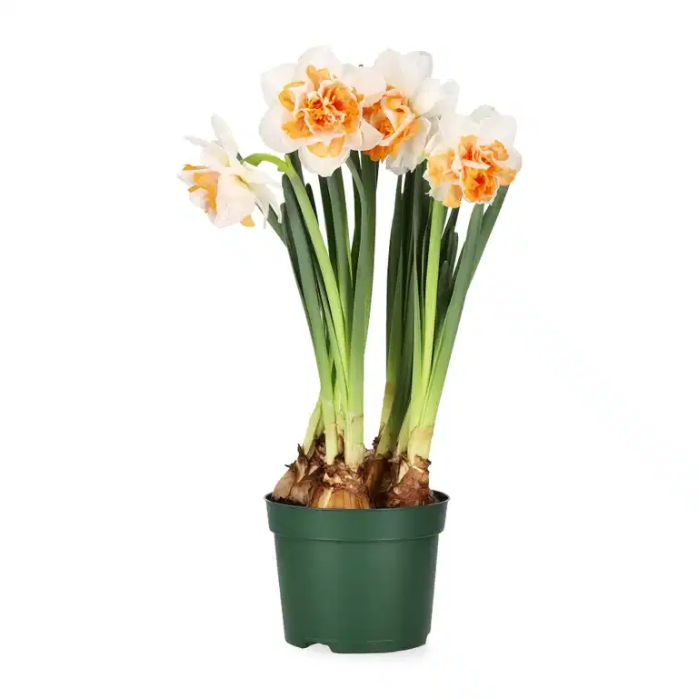 Narcissus 'Double Beauty' 12 cm