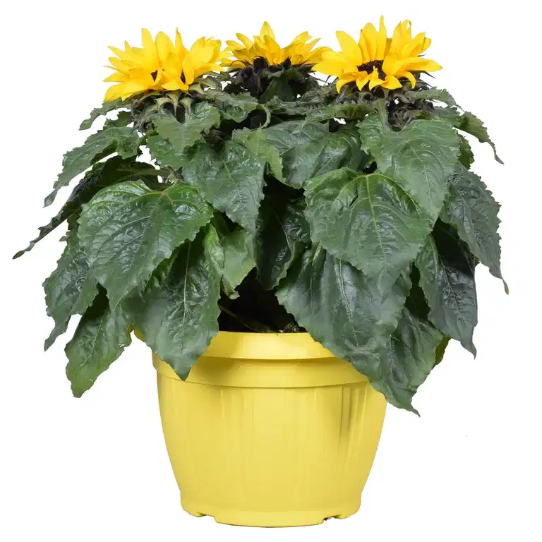 Helianthus 'Sensation' 25 cm