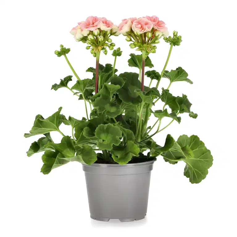 Pelargonium 'Astrid'