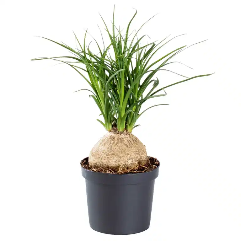 Beaucarnea recurvata 'Nolina'