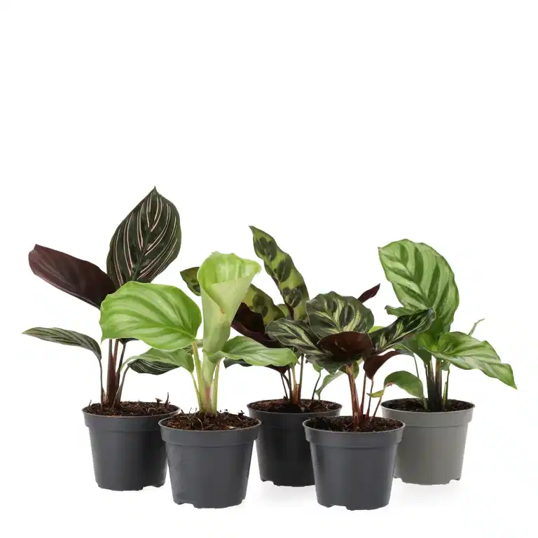 Calathea mix 6 cm